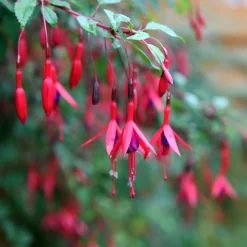 3 Fuchsias résistants au gel Brilliant - Balcon fleuri sans effort