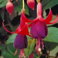 3 Fuchsias résistants au gel Brilliant - Balcon fleuri sans effort