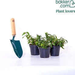 3 Fuchsias résistants au gel Brilliant - Balcon fleuri sans effort
