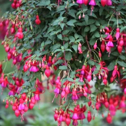 3 Fuchsias résistants au gel Brilliant - Balcon fleuri sans effort