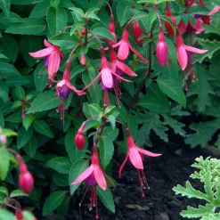 Fuchsia Tom Thumb - Fleurs tout l'été sans effort