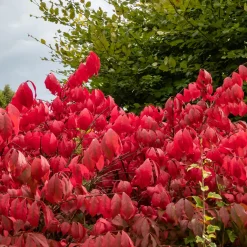 Fusain ailé Compactus - Un feu rouge à l'automne