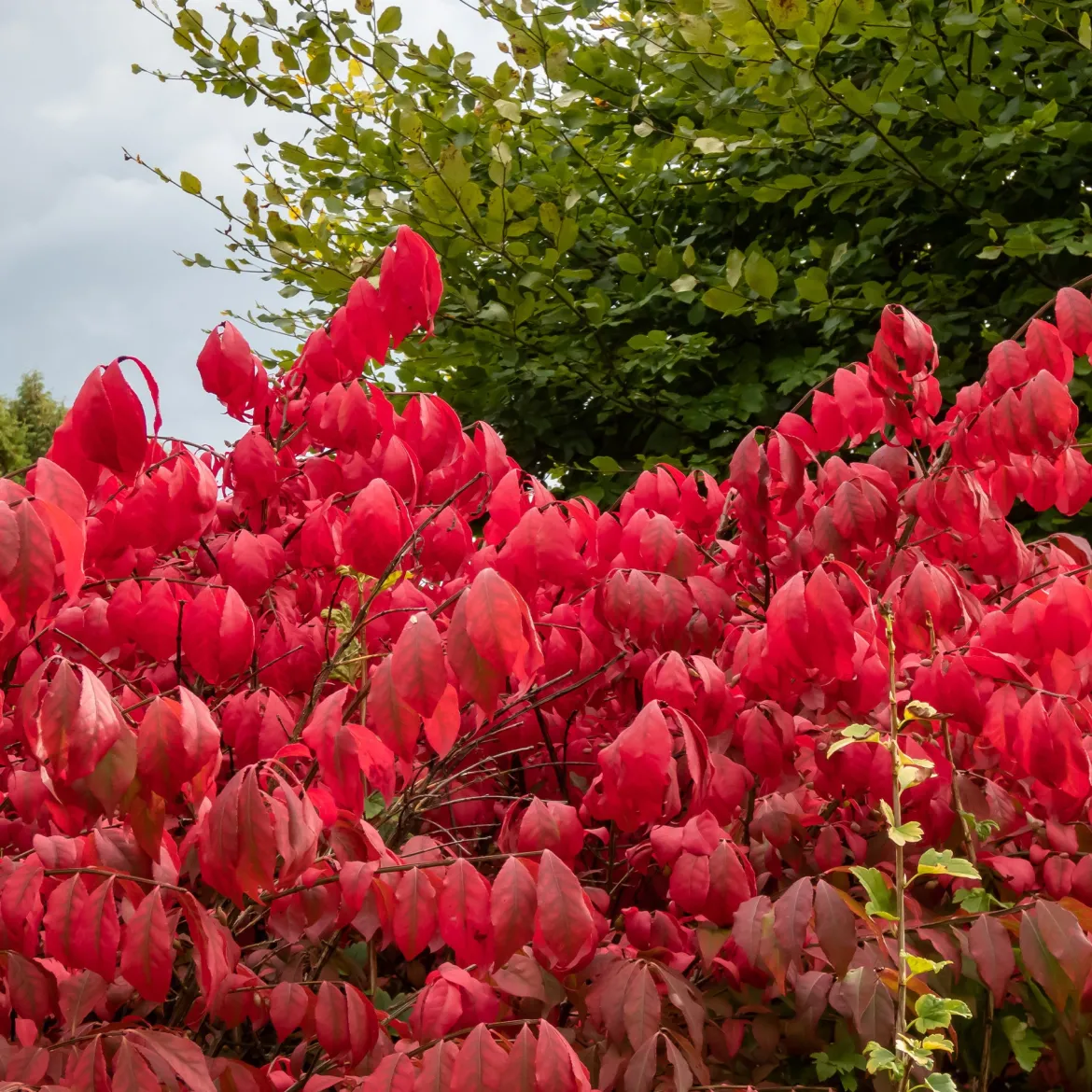 Fusain ailé Compactus - Un feu rouge à l'automne
