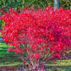 Fusain ailé Compactus - Un feu rouge à l'automne