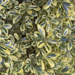 Fusain du Japon ' Aureomarginatus' - Haie dorée toute l'année