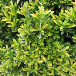 Fusain du Japon aureovariegatus - La lumière au jardin toute l'année