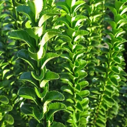 Fusain du Japon 'Green Spire' - Une haie verte toute l'année