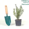 Fusain du Japon Microphyllus Albovariegatus - Un petit buisson toujours vert