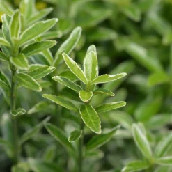 Fusain du Japon Microphyllus Albovariegatus - Un petit buisson toujours vert