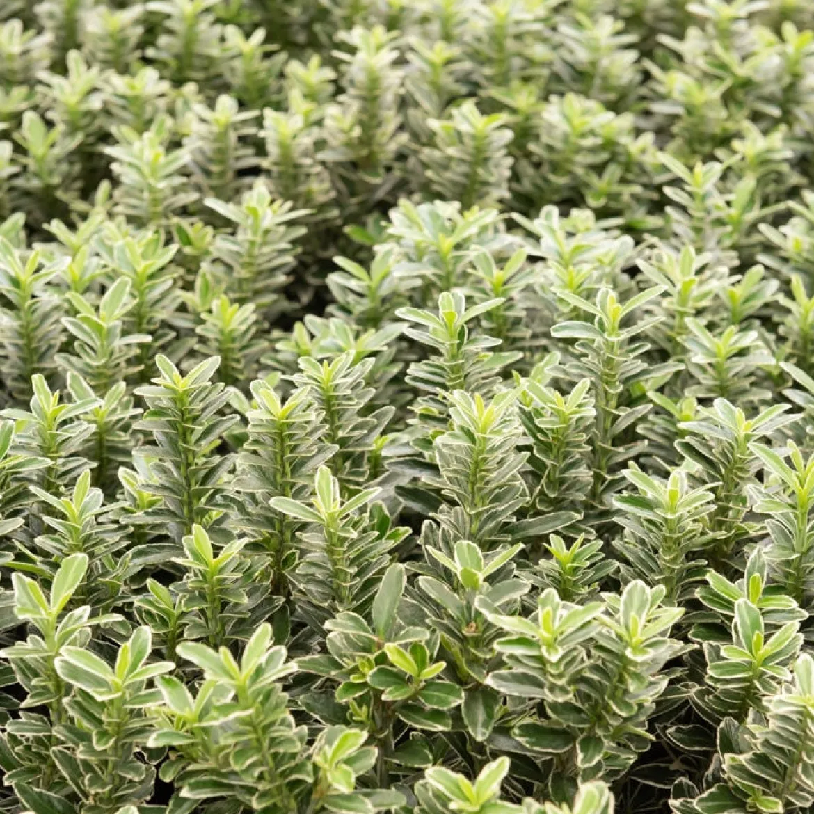 Fusain du Japon Microphyllus Albovariegatus - Un petit buisson toujours vert