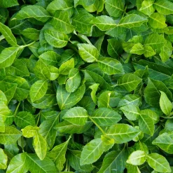 Fusain persistant Coloratus - Le tapis vert qui rougit