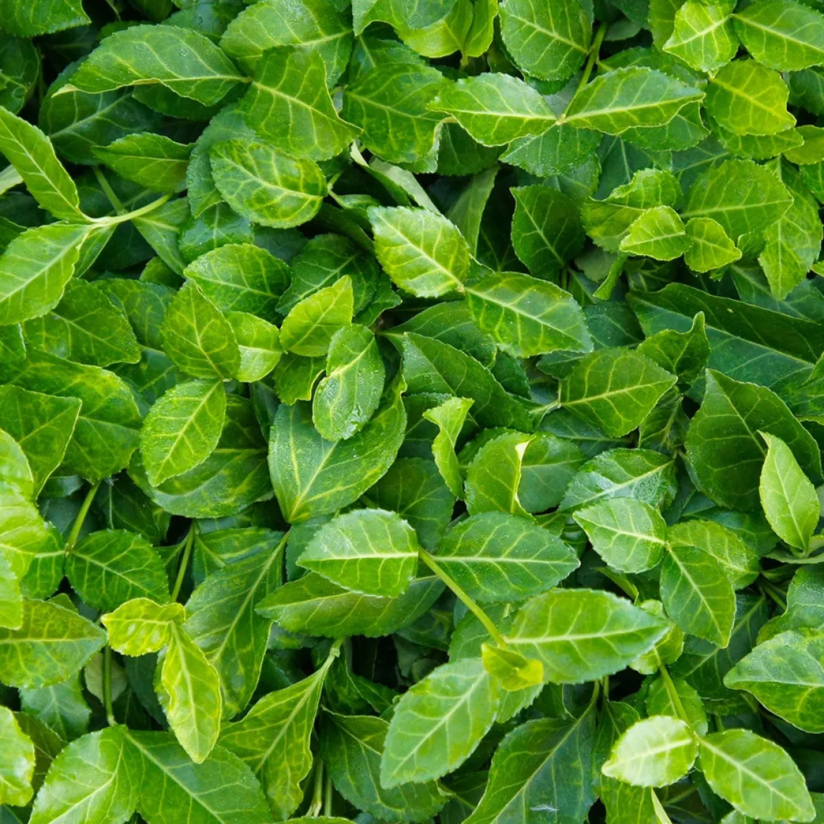 Fusain persistant Coloratus - Le tapis vert qui rougit