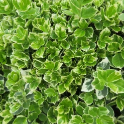 Fusain persistant Emerald Gaiety - Du vert éclatant toute l'année