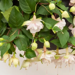 Fushia retombant Pink Marshmallow - Cascade rose pour coin ombragé