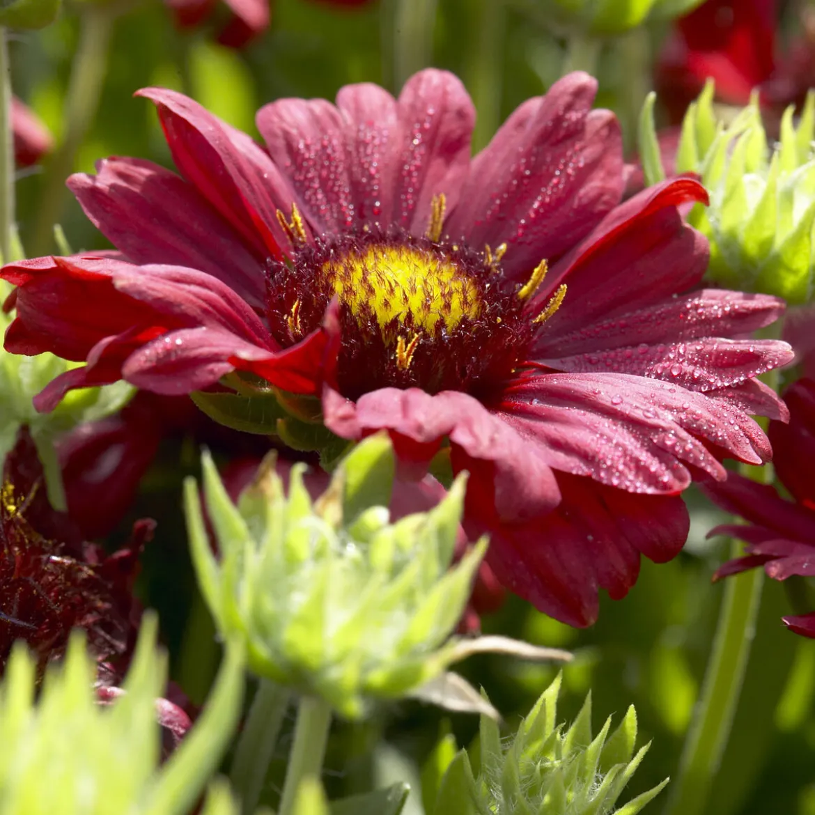 Gaillarde Bourgogne - Fleurit tout l'été sans effort