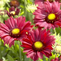 Gaillarde Bourgogne - Fleurit tout l'été sans effort