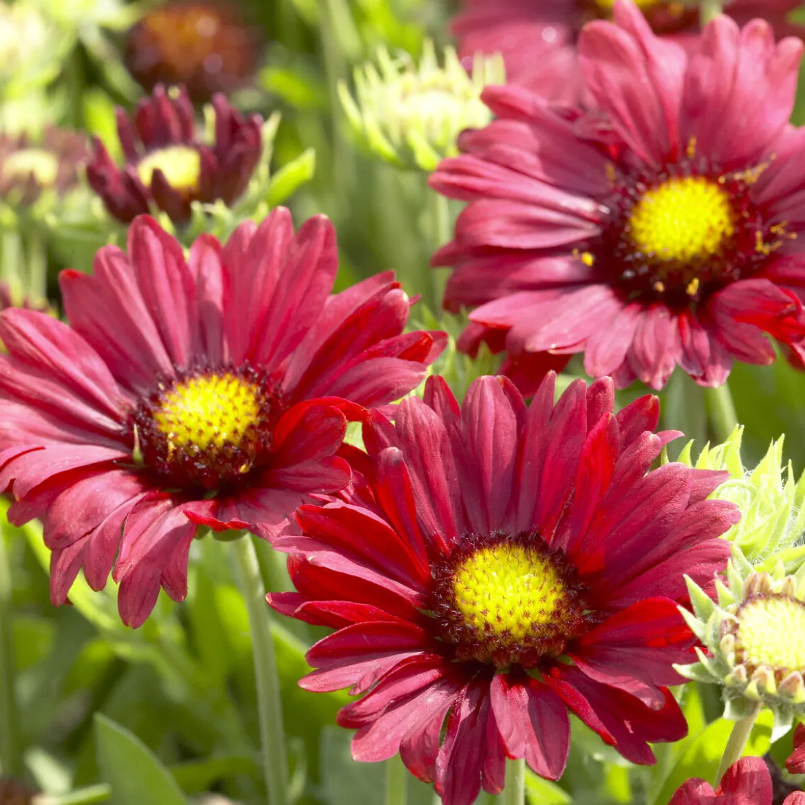 Gaillarde Bourgogne - Fleurit tout l'été sans effort