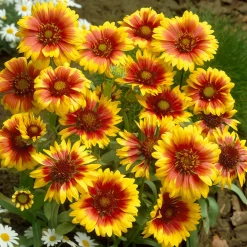 Gaillarde Kobold - Fleurs solaires tout l'été