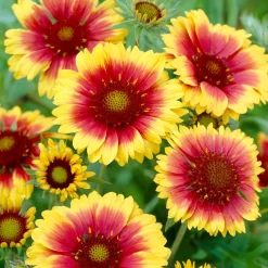 Gaillarde Kobold - Fleurs solaires tout l'été