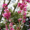 Gainier de Chine - Un printemps rose éclatant