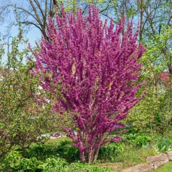 Gainier de Chine - Un printemps rose éclatant