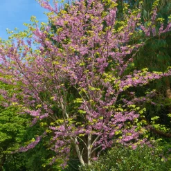 Gainier du Canada - Floraison rose sur le bois