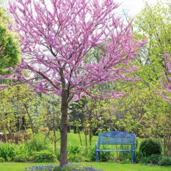 Gainier du Canada - Floraison rose sur le bois