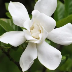 Gardenia Celestial Star - Un parfum de jasmin chez vous
