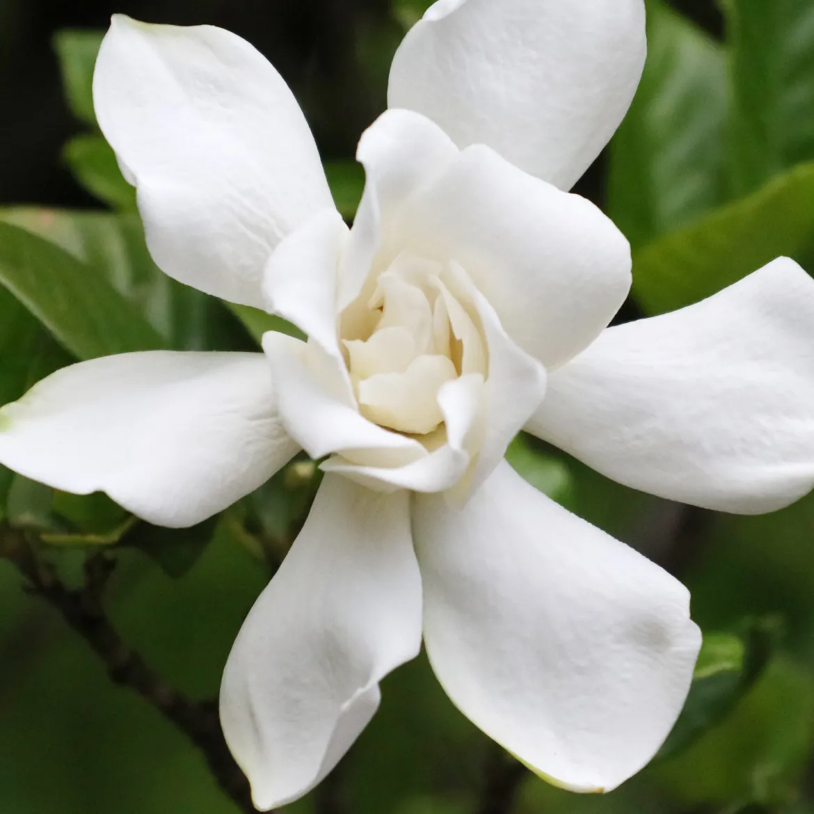 Gardenia Celestial Star - Un parfum de jasmin chez vous