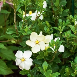 Gardénia rustique Kleims Hardy - Un gardénia qui brave le froid