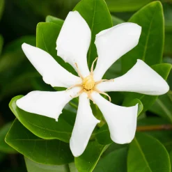 Gardénia rustique Pinwheel - Un parfum de jasmin chez vous