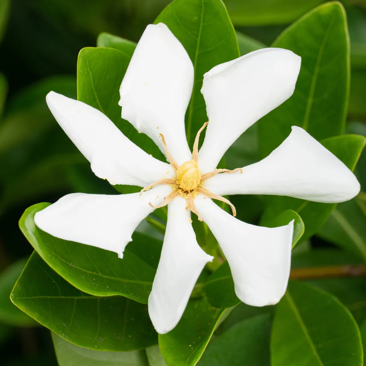 Gardénia rustique Pinwheel - Un parfum de jasmin chez vous