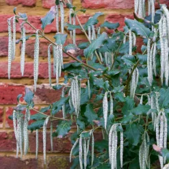 Garrya - Il fleurit en plein hiver