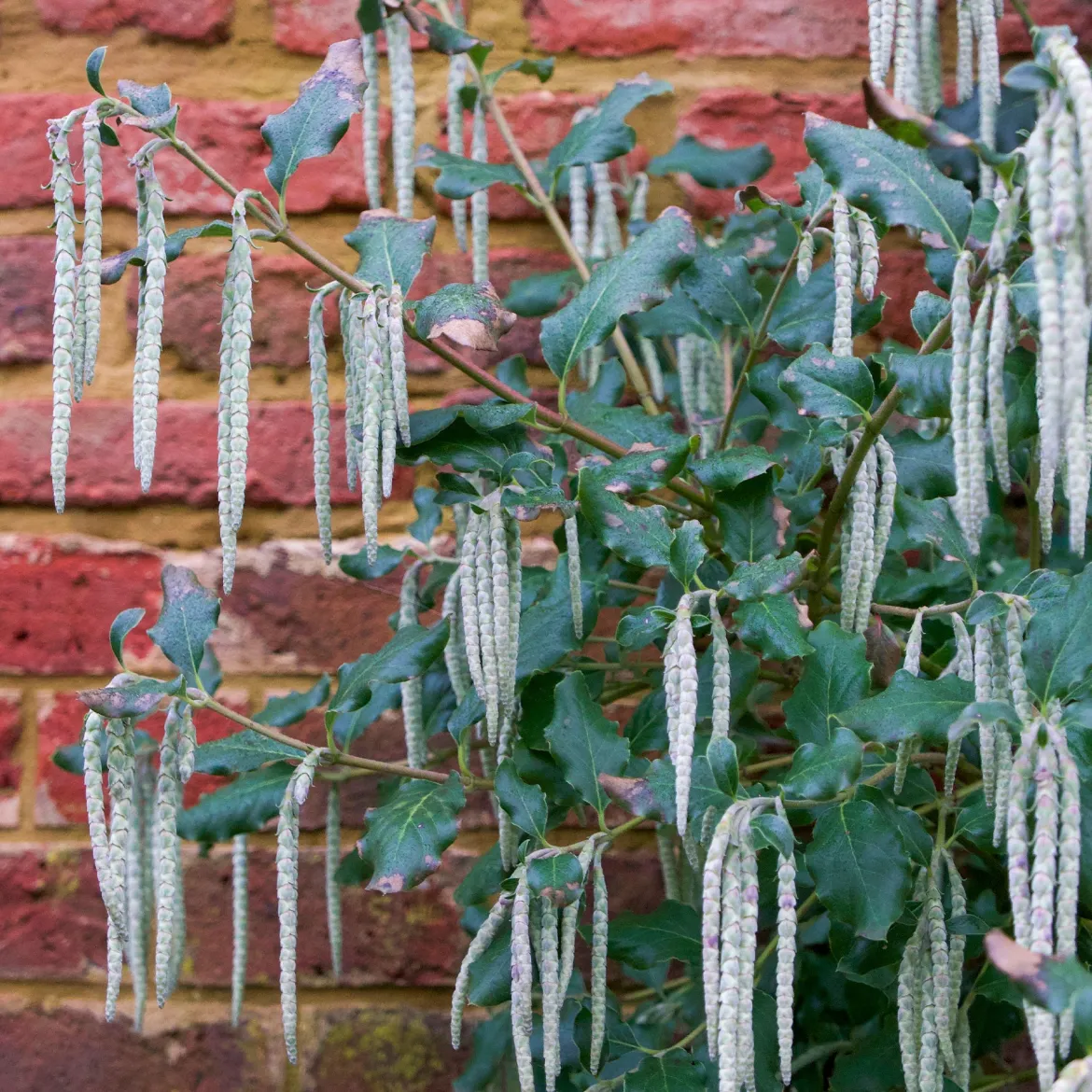 Garrya - Il fleurit en plein hiver