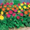 3 Garvineas (1 rouge + 1 jaune + 1 pourpre) - Des gerberas qui refleurissent