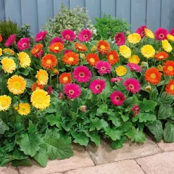 3 Garvineas (1 rouge + 1 jaune + 1 pourpre) - Des gerberas qui refleurissent
