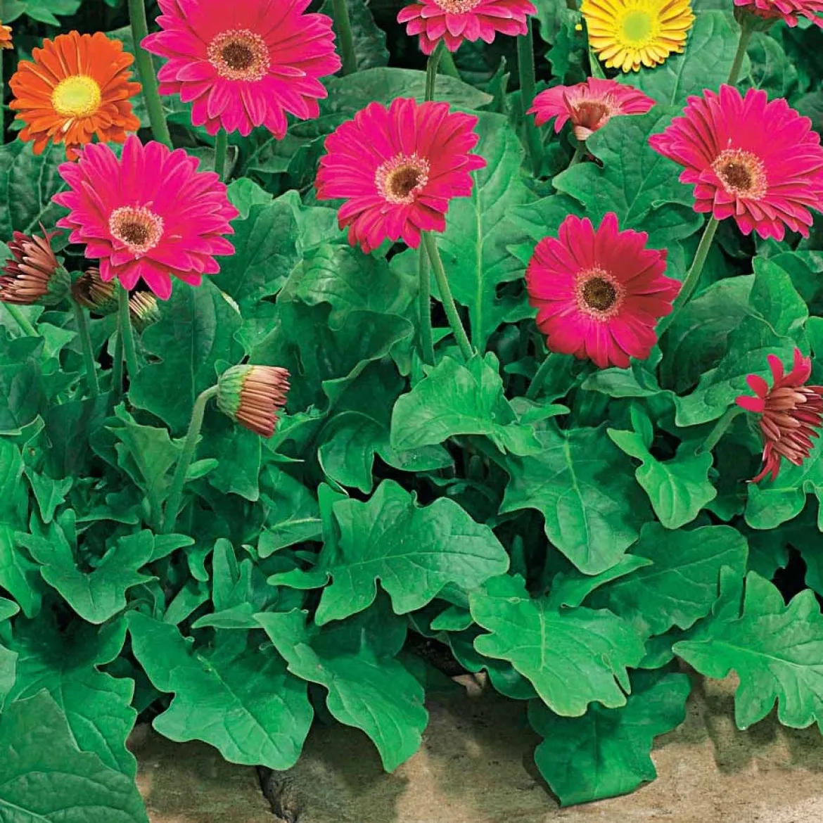 2 Garvineas rouges - Des fleurs 5 mois non-stop