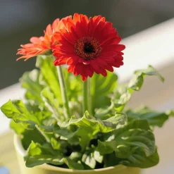 2 Garvineas rouges - Des fleurs 5 mois non-stop