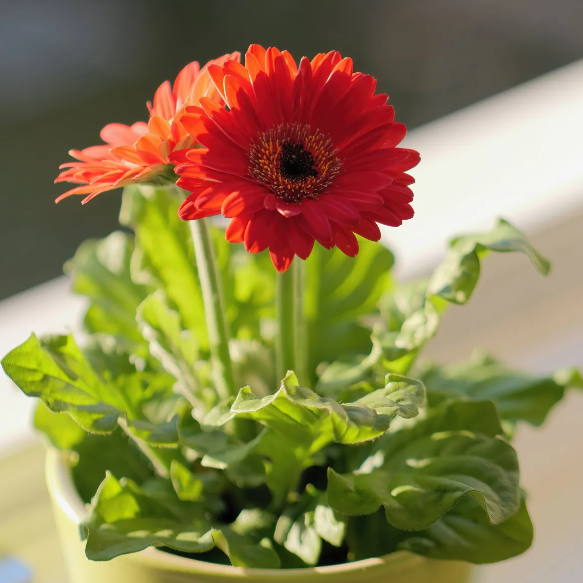 2 Garvineas rouges - Des fleurs 5 mois non-stop
