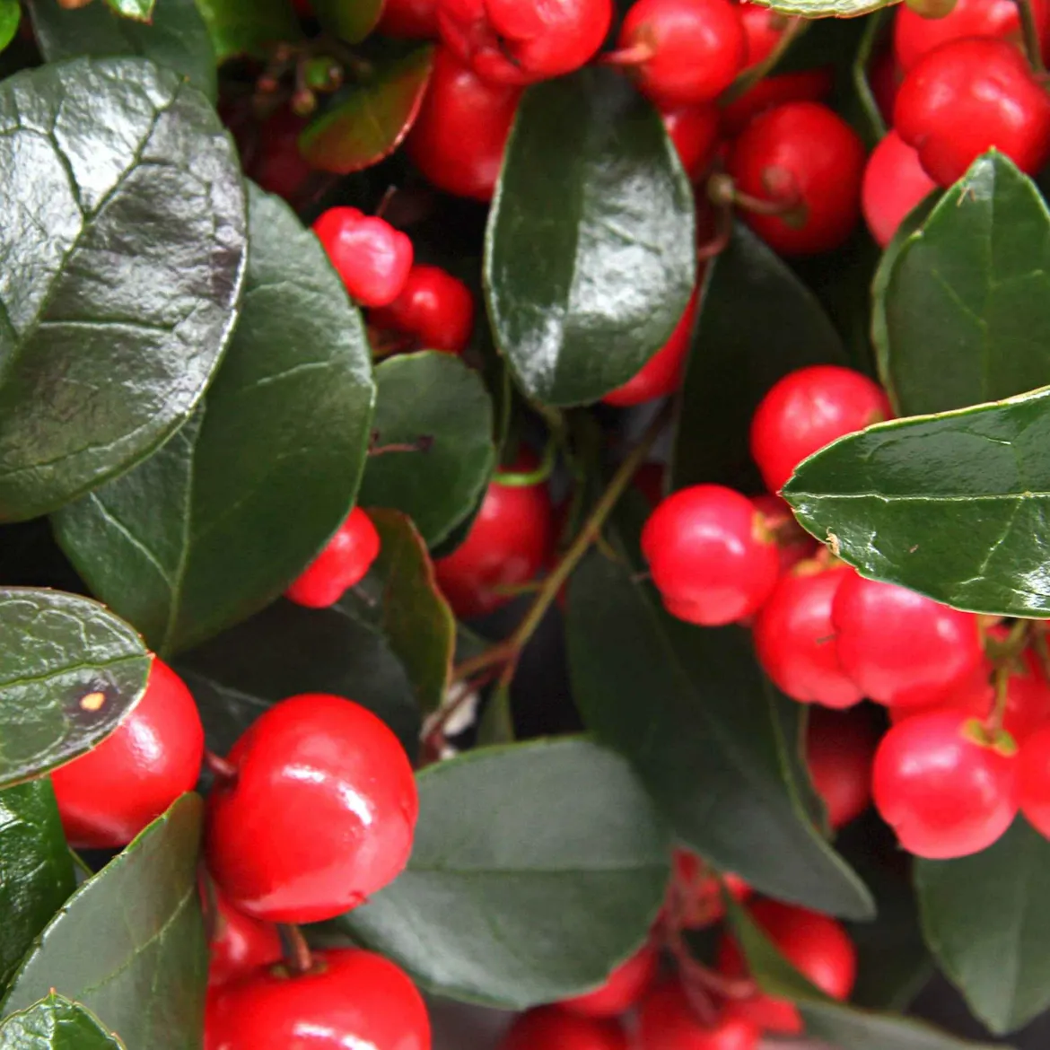 Gaultheria 'Big Berry' - Des baies rouges tout l'hiver