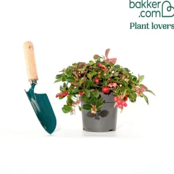 Gaultheria 'Big Berry' - Des baies rouges tout l'hiver