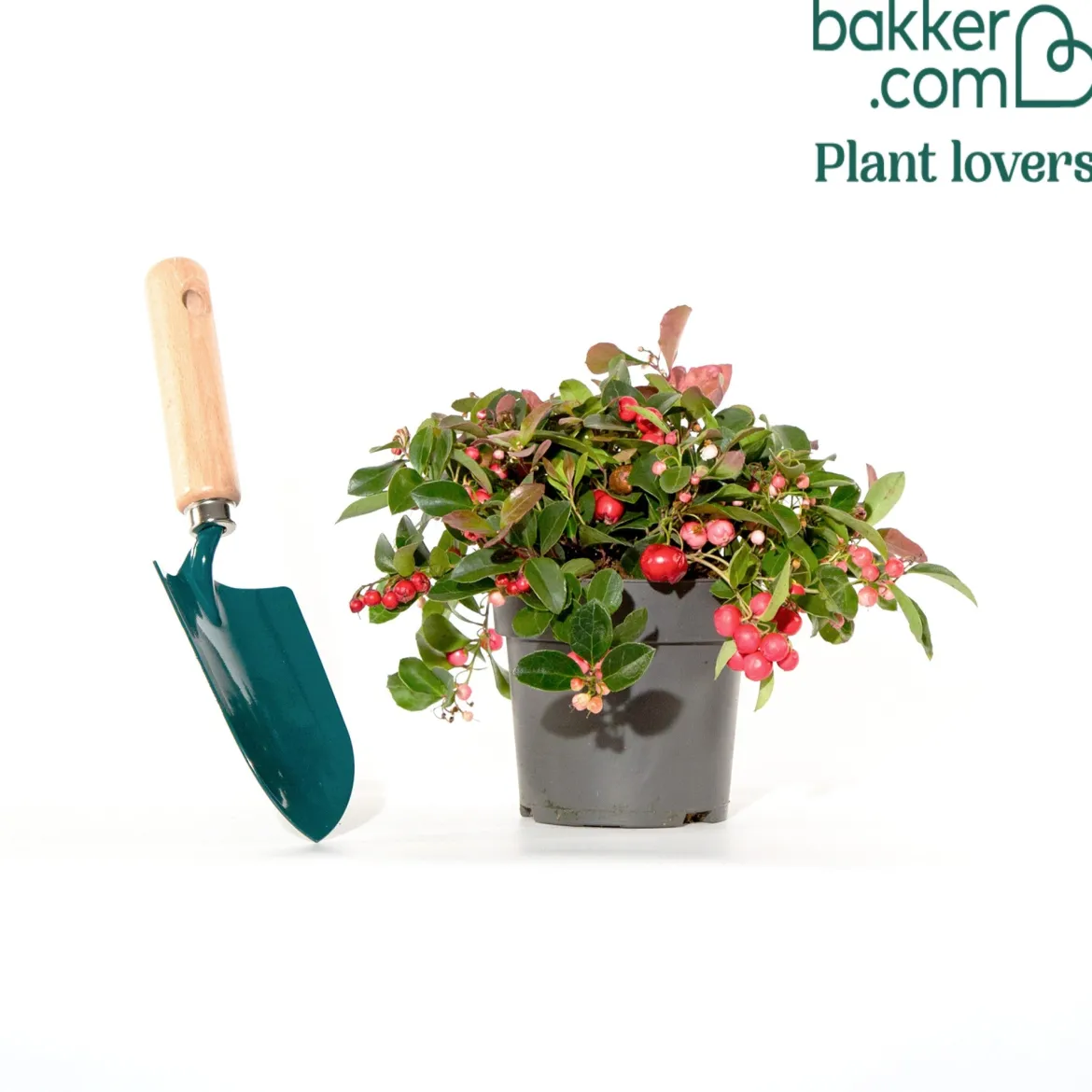 Gaultheria 'Big Berry' - Des baies rouges tout l'hiver