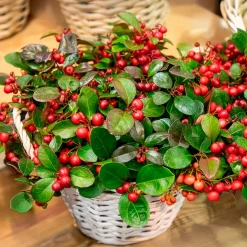 Gaultheria 'Big Berry' - Des baies rouges tout l'hiver