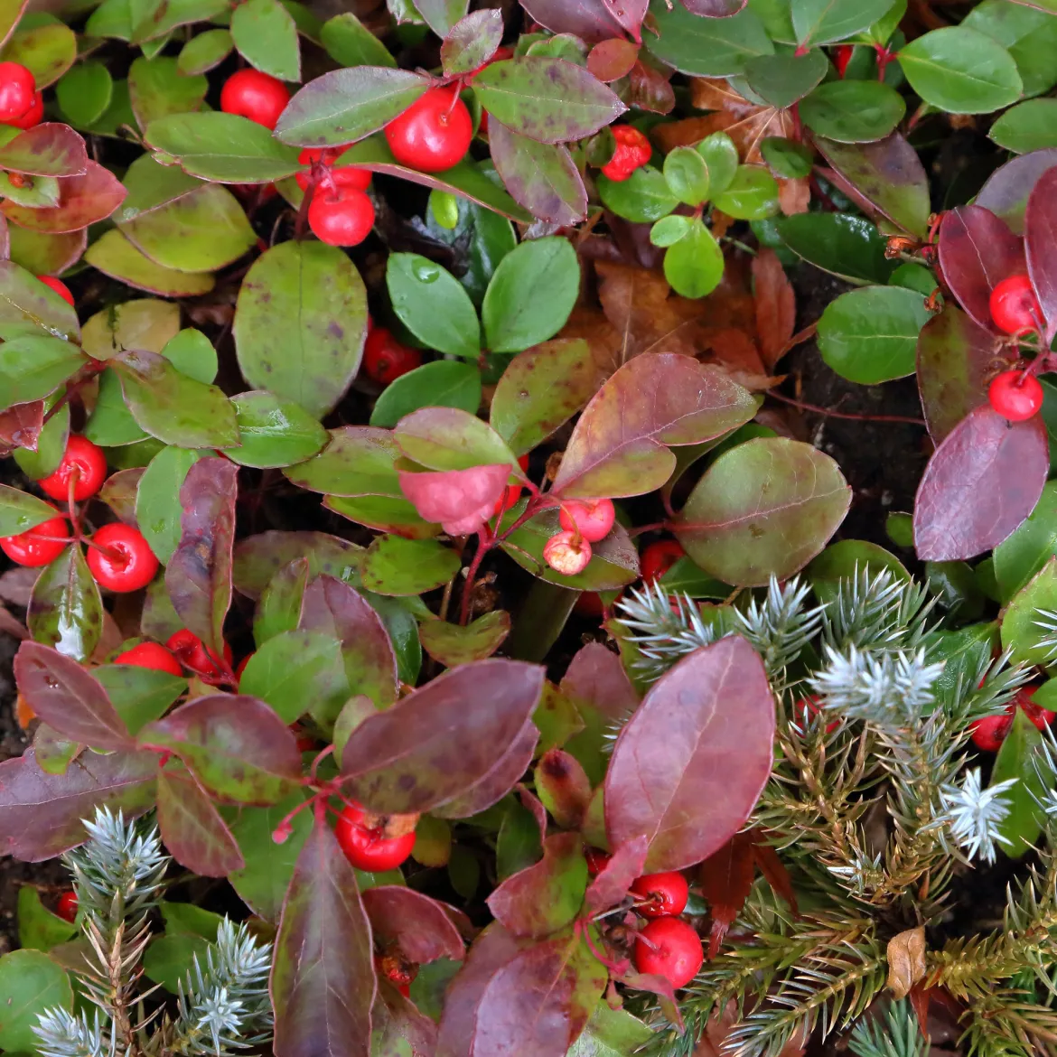 Gaultheria 'Big Berry' - Des baies rouges tout l'hiver