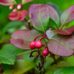 Gaultheria 'Big Berry' - Des baies rouges tout l'hiver