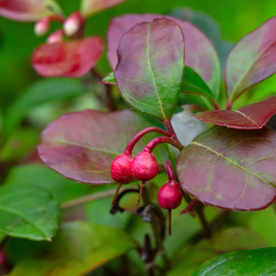 Gaultheria 'Big Berry' - Des baies rouges tout l'hiver