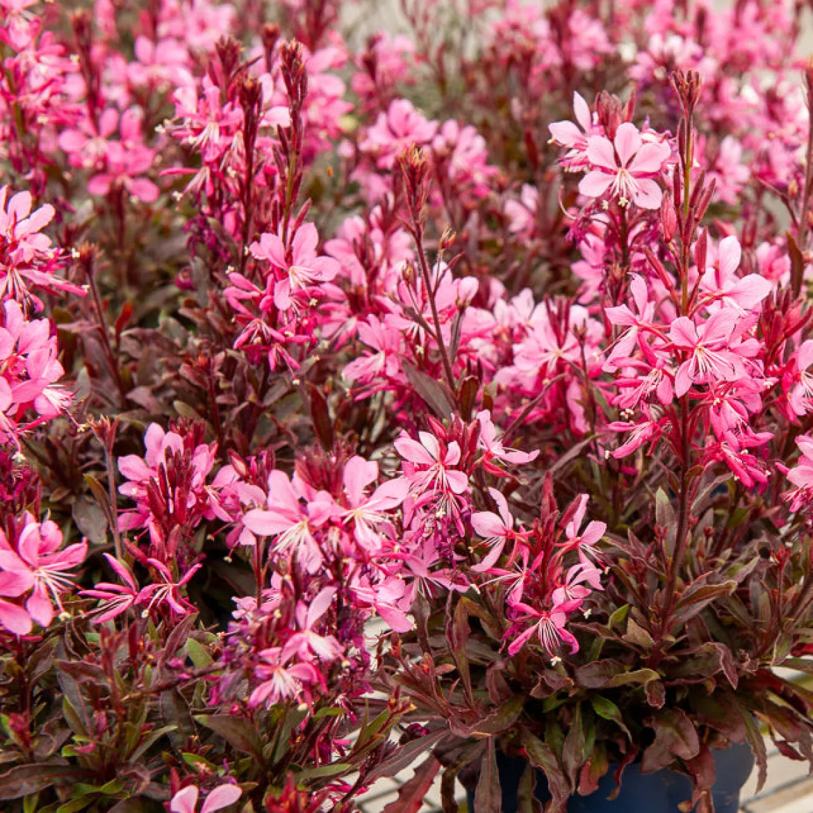 Gaura Crimson Butterflies - Un nuage de papillons roses