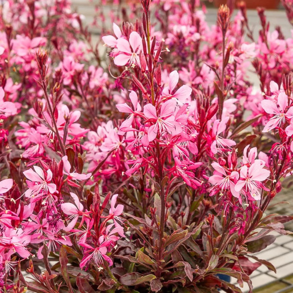 Gaura Crimson Butterflies - Un nuage de papillons roses