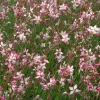 Gaura Rosyjane - Un nuage rose tout l'été