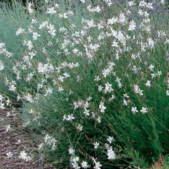 2 Gauras blanc et rose en mélange - Nuage fleuri tout l'été